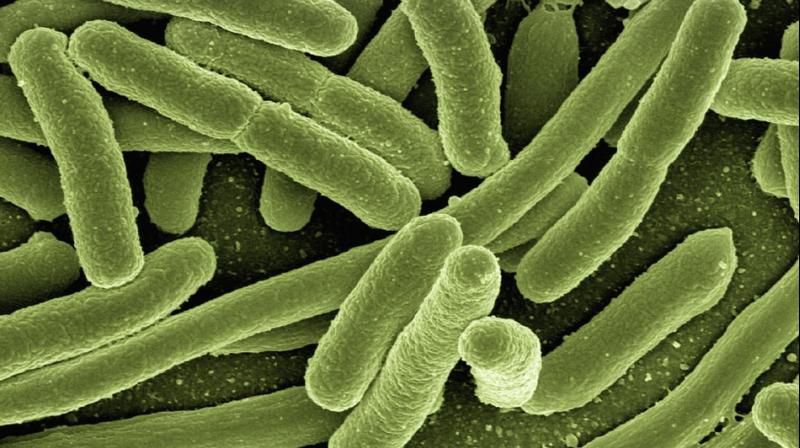 I microbi del nostro intestino sanno come difenderci dal cancro