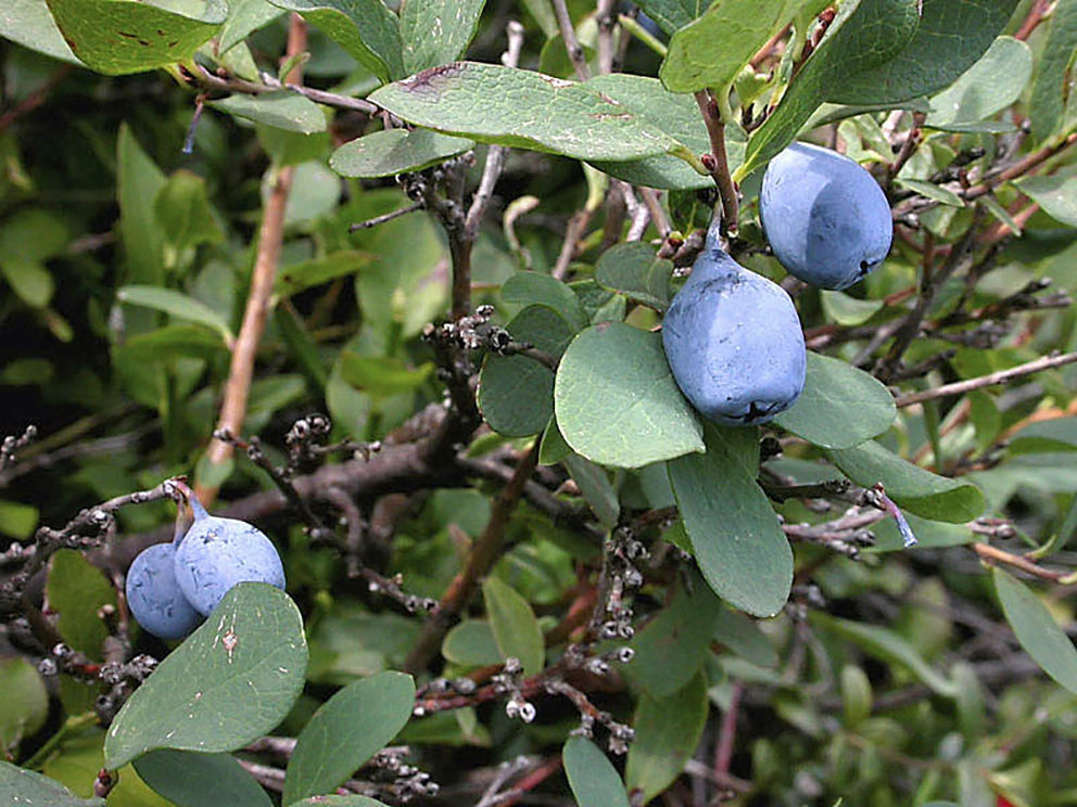 Vaccinium_uliginosum