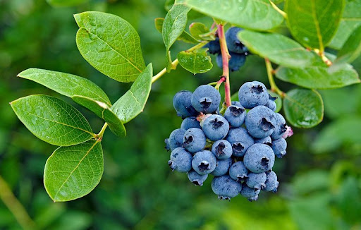 blueberry