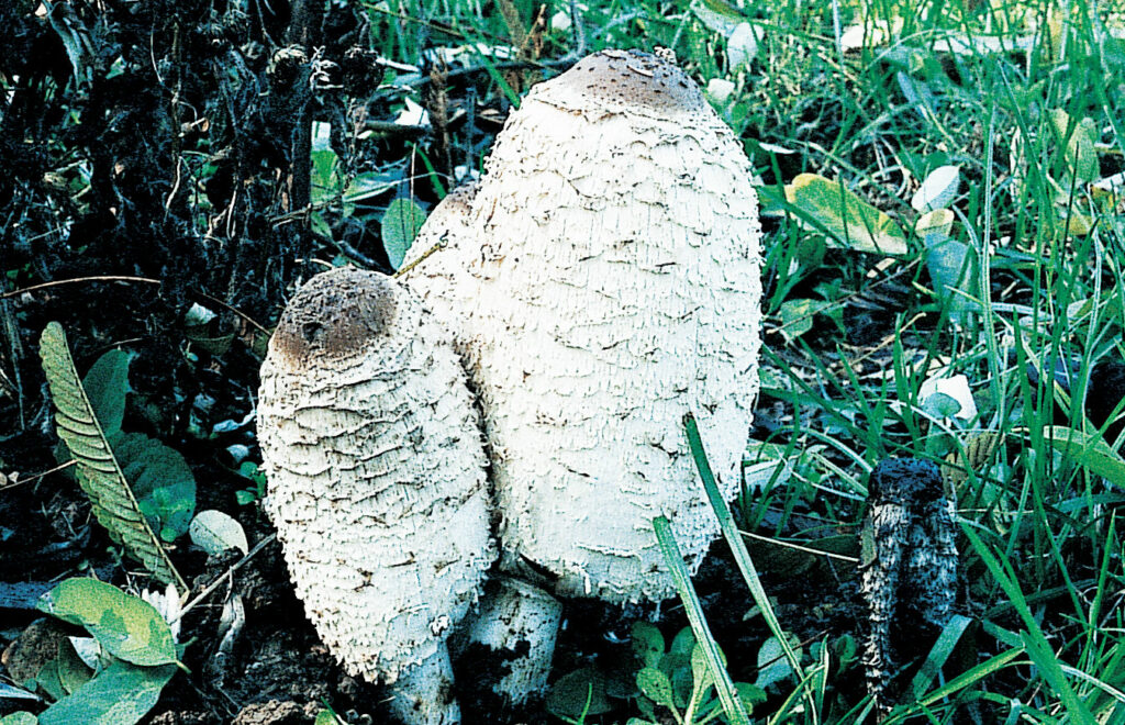 Quali funghi sono buoni (e innocui) crudi?