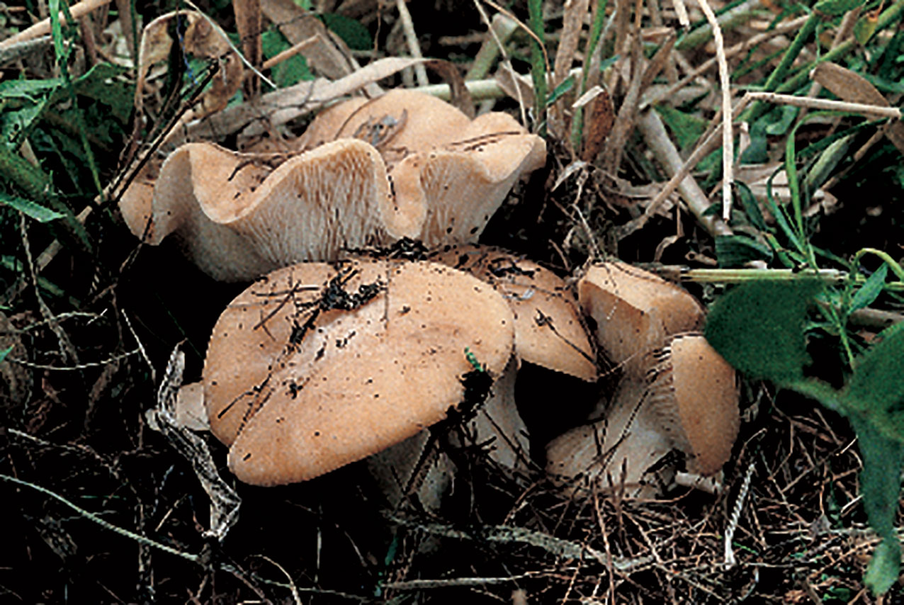 lyophyllum georgi